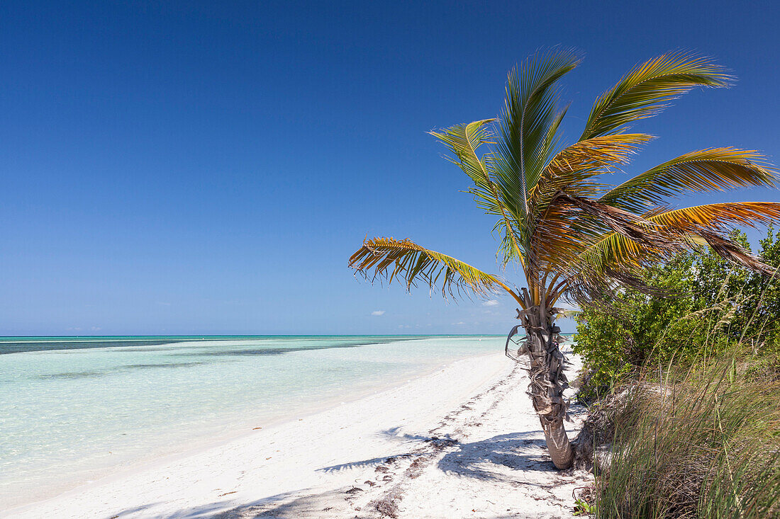 Pristine empty tropical beach with no people with a lonely palm tree in Cayo Guillermo, Cuba