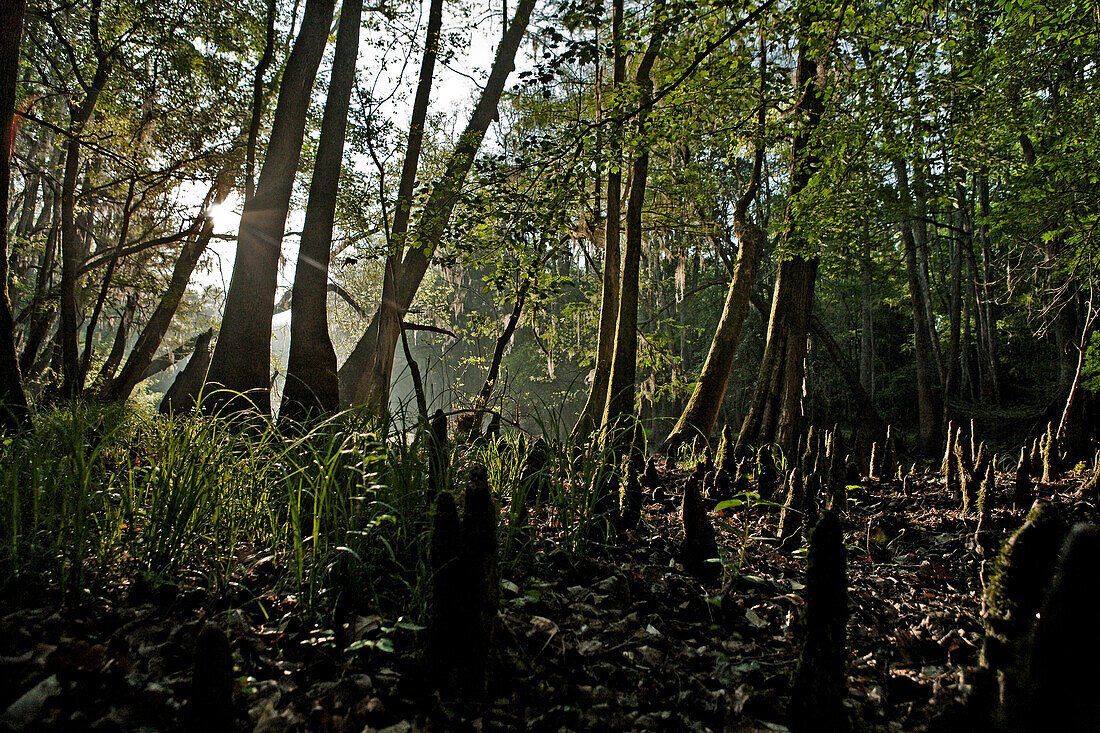 The sun sets on cypress knees in Congaree National Park.