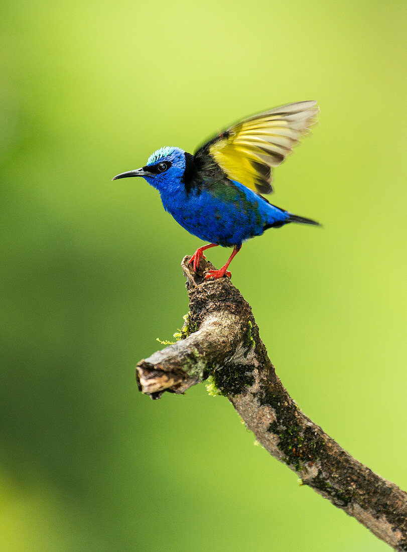 Red-legged Honeycreeper (Cyanerpes cyaneus) about to take flight, Costa Rica