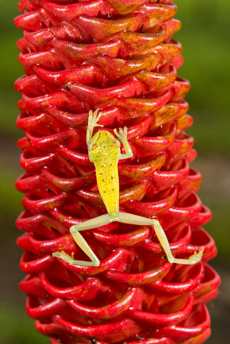 Emerald Glass Frog (Centrolene prosoblepon) climbing on ginger plant, Costa Rica