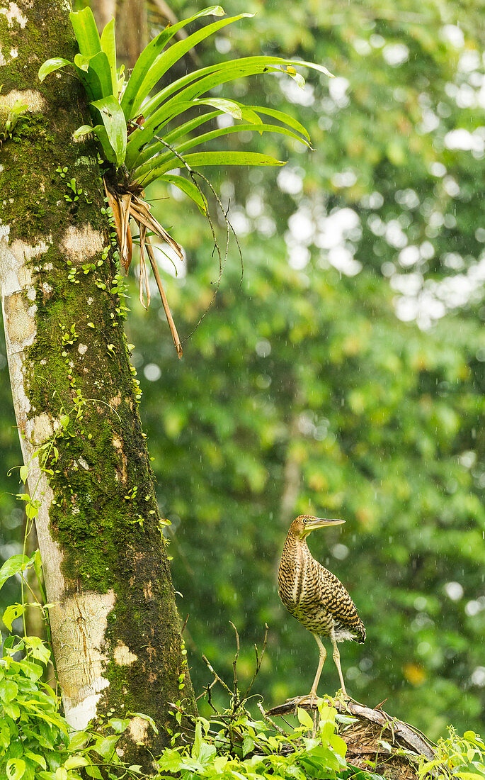 Bare-throated tiger heron (Tigrisoma mexicanum) braves the rain in Costa Rica