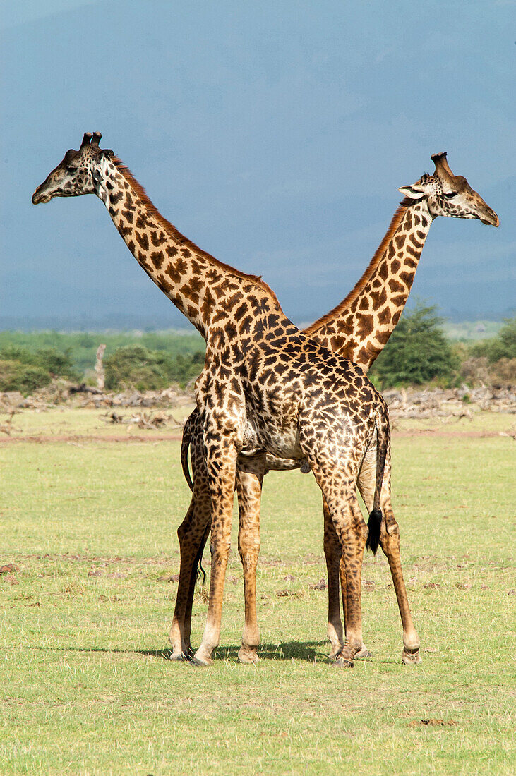 A pair of giraffe in Lake Manyara National Park, Tanzania.