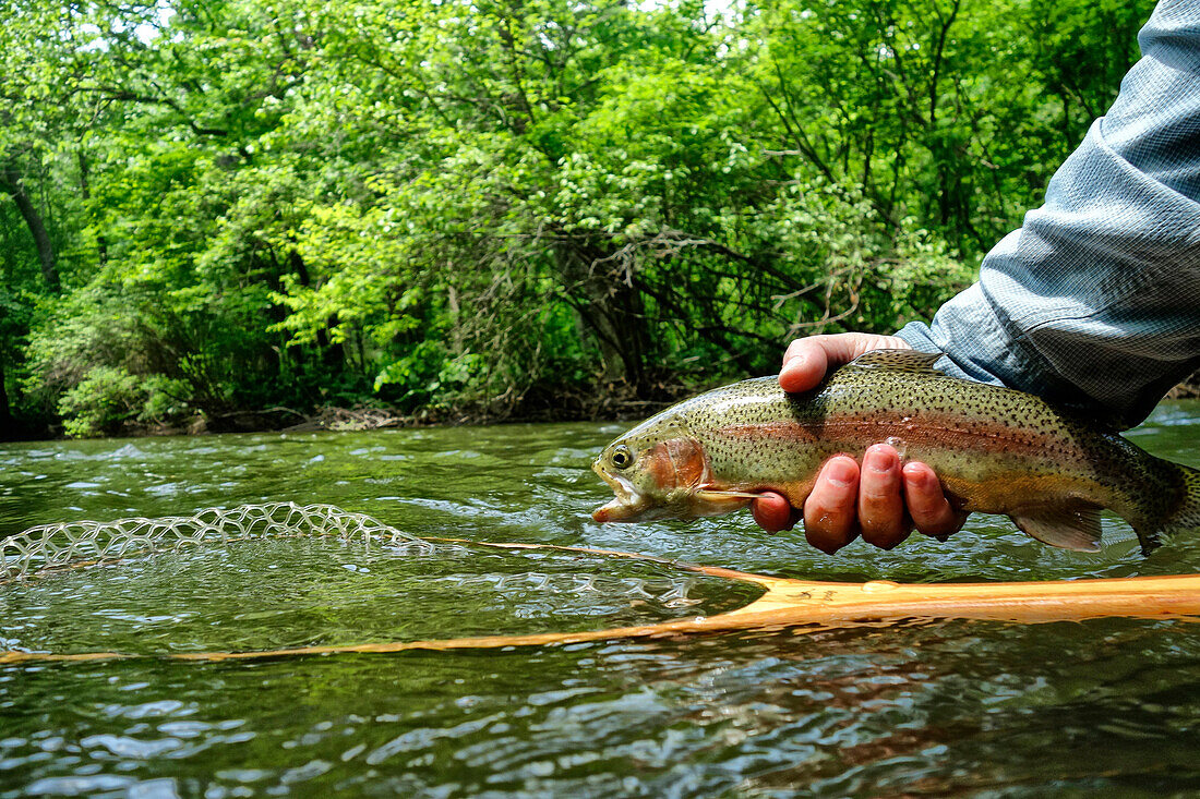 A rainbow trout caught on the Big Flat Brook River in New Jersey.