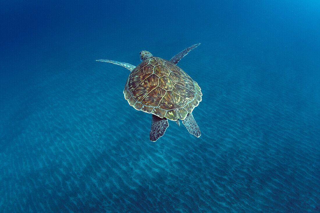 Underwater photo of a turtle