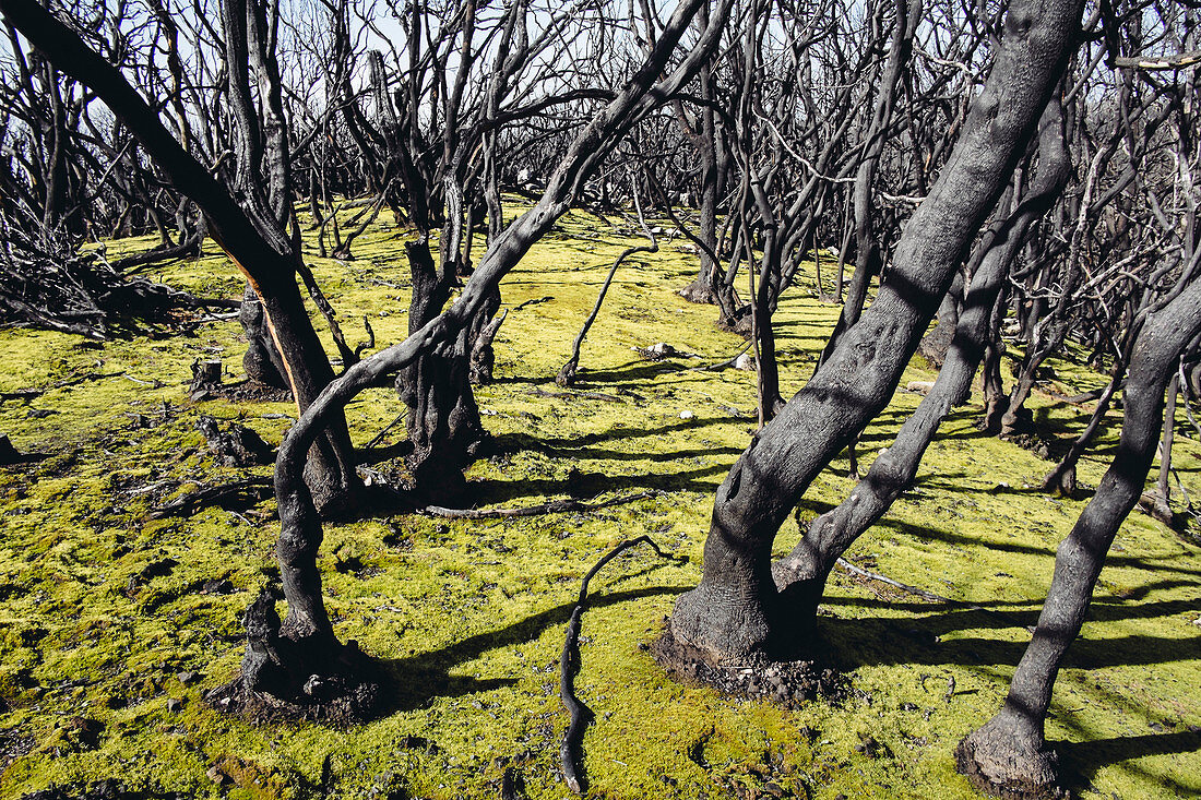 Grass grows on a completely burnt forest