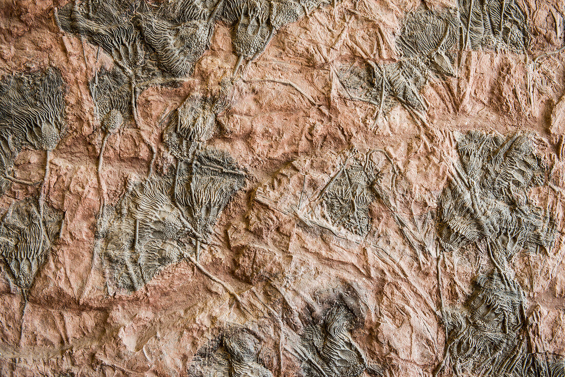 Crinoidea, fossile Seelilienkronen, gefunden bei Rissani, Sahara, Marokko