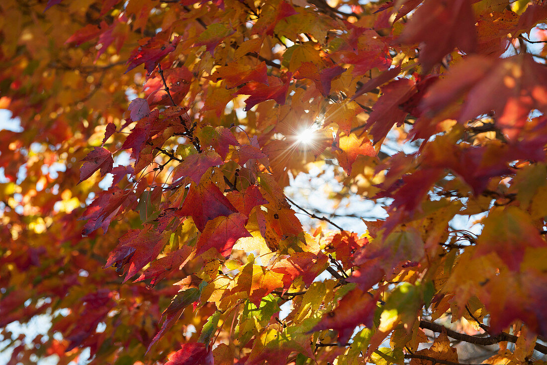 Sunlight shining through colorful autumn foliage