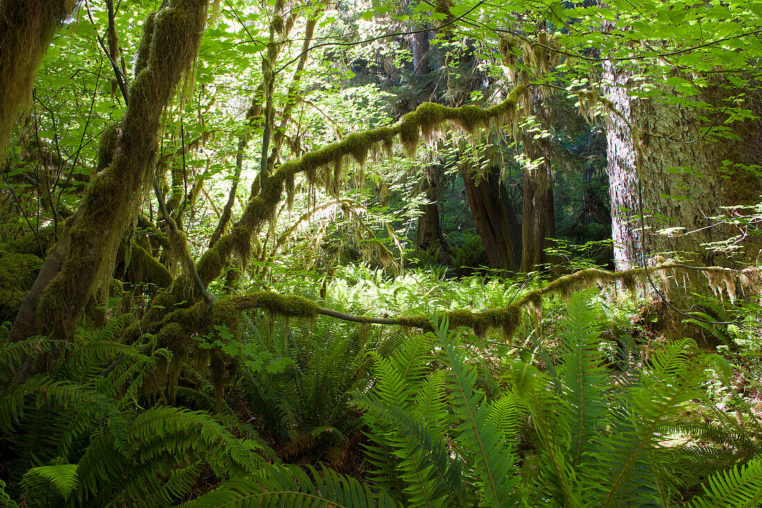 Lush foliage and moss covered trees in Olympic National Park, Washington, USA