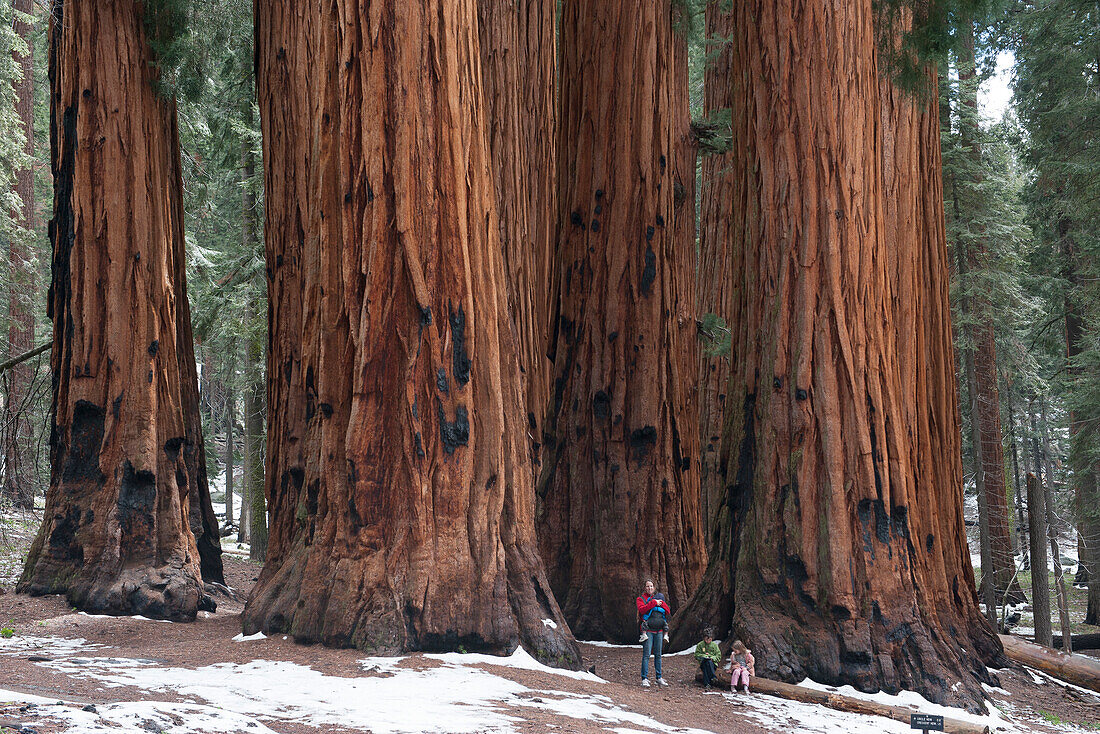 Family standing in front of giant sequoias, Sequoia and Kings Canyon National Parks, California, USA