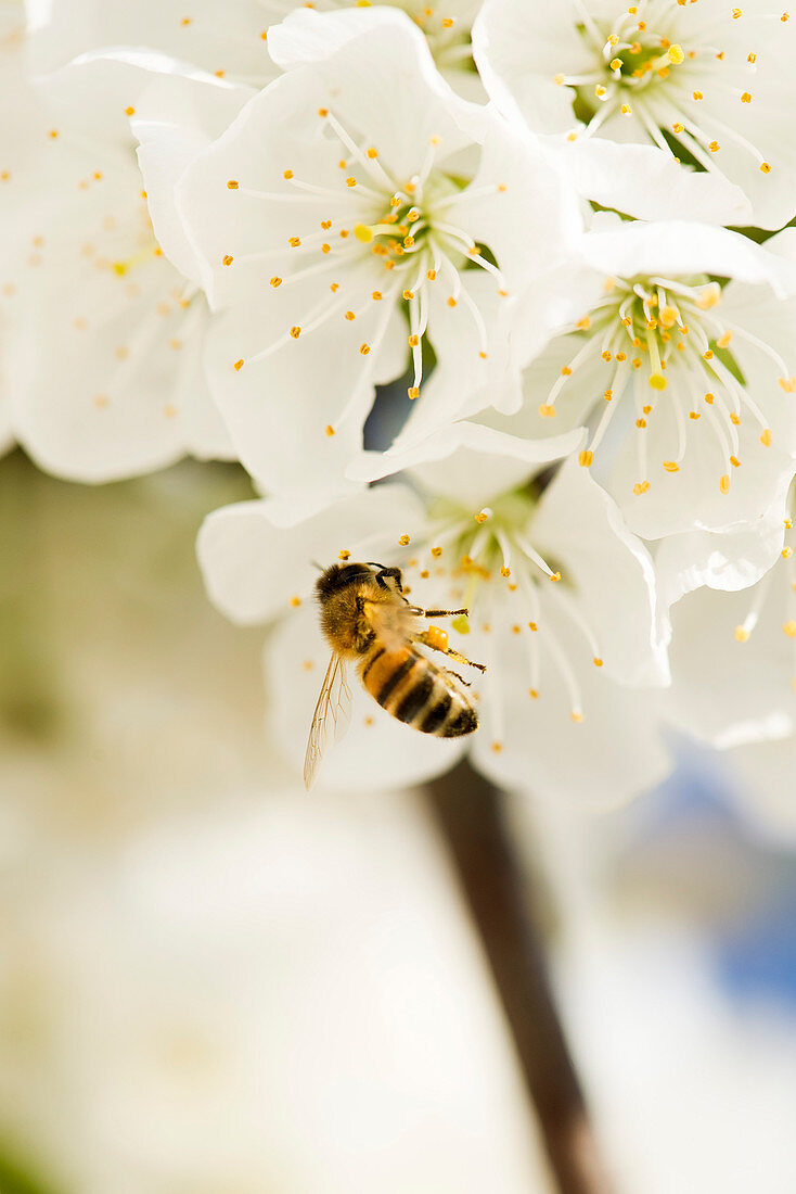 Bee gathering pollen on cherry blossom