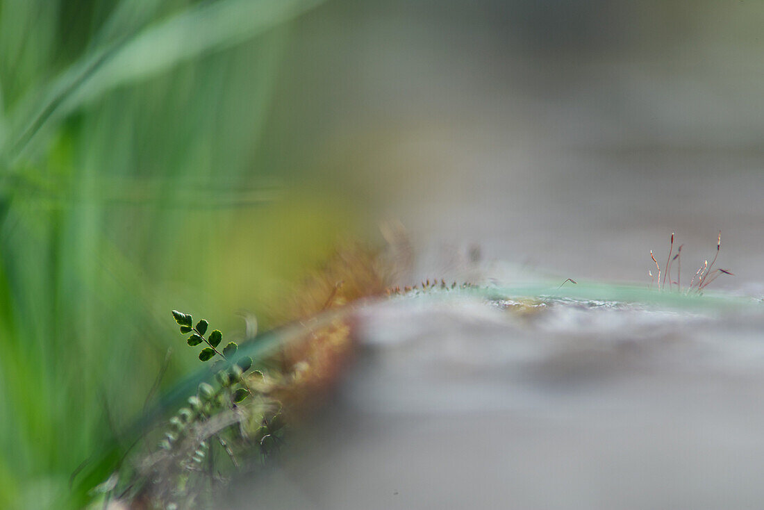 Blurred shot of seedlings and blade of grass
