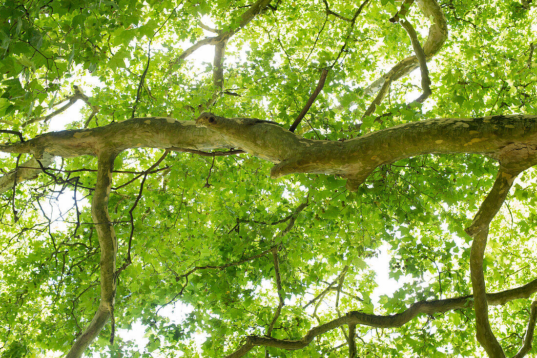 Tree canopy, low angle view