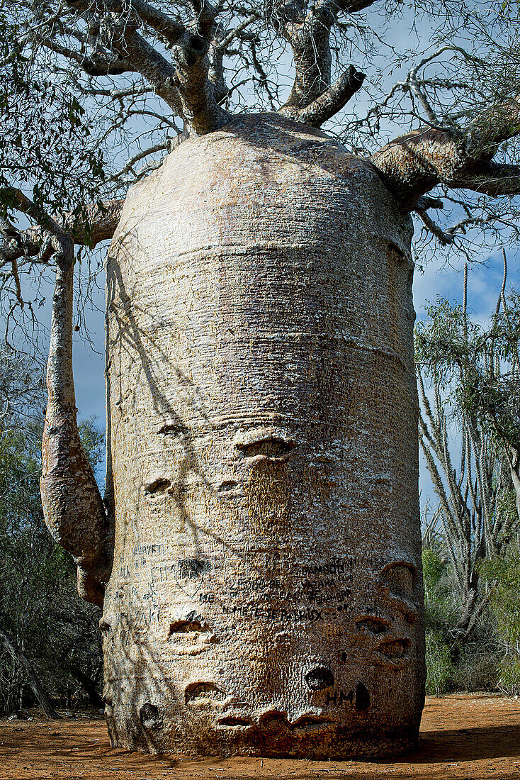 Baobab tree