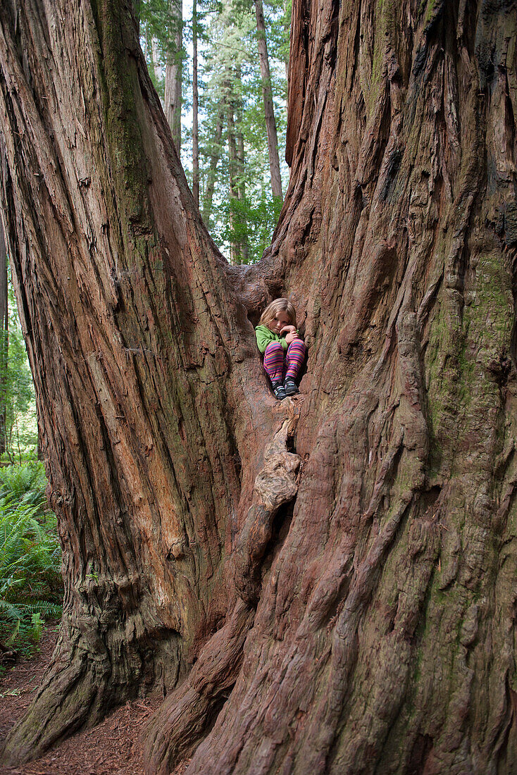 Girl sitting on base of giant tree trunk, Redwood National Park, California, USA