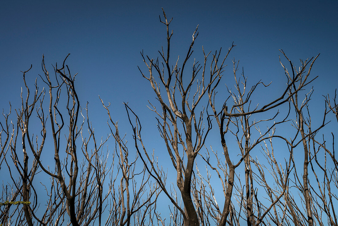 verkohlte kahle Bäume vom Waldbrand im Nationalpark, Parque Nacional de Garajonay, La Gomera, Kanarische Inseln, Kanaren, Spanien