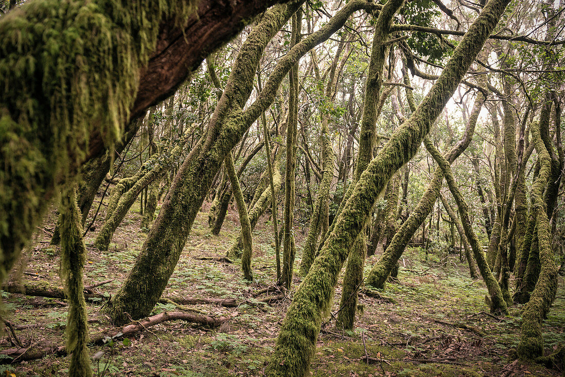 mit Moos behangene Bäume im Nebelwald des Parque Nacional de Garajonay, La Gomera, Kanarische Inseln, Kanaren, Spanien