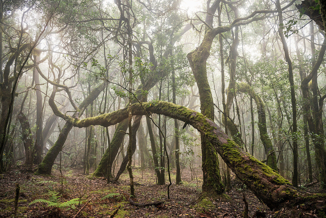 moss draped, wild growing trees in the cloud forest of Parque Nacional de Garajonay, La Gomera, Canary Islands, Spain