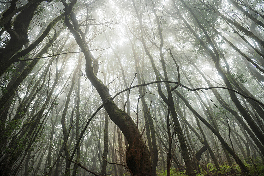 mit Moos behangene, wild wüchsige Bäume im Nebelwald des Parque Nacional de Garajonay, La Gomera, Kanarische Inseln, Kanaren, Spanien