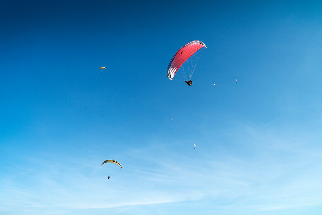 mehrere Gleitschirm Flieger am blauen Himmel in Puerto de la Cruz, Teneriffa, Kanarische Inseln, Kanaren, Spanien