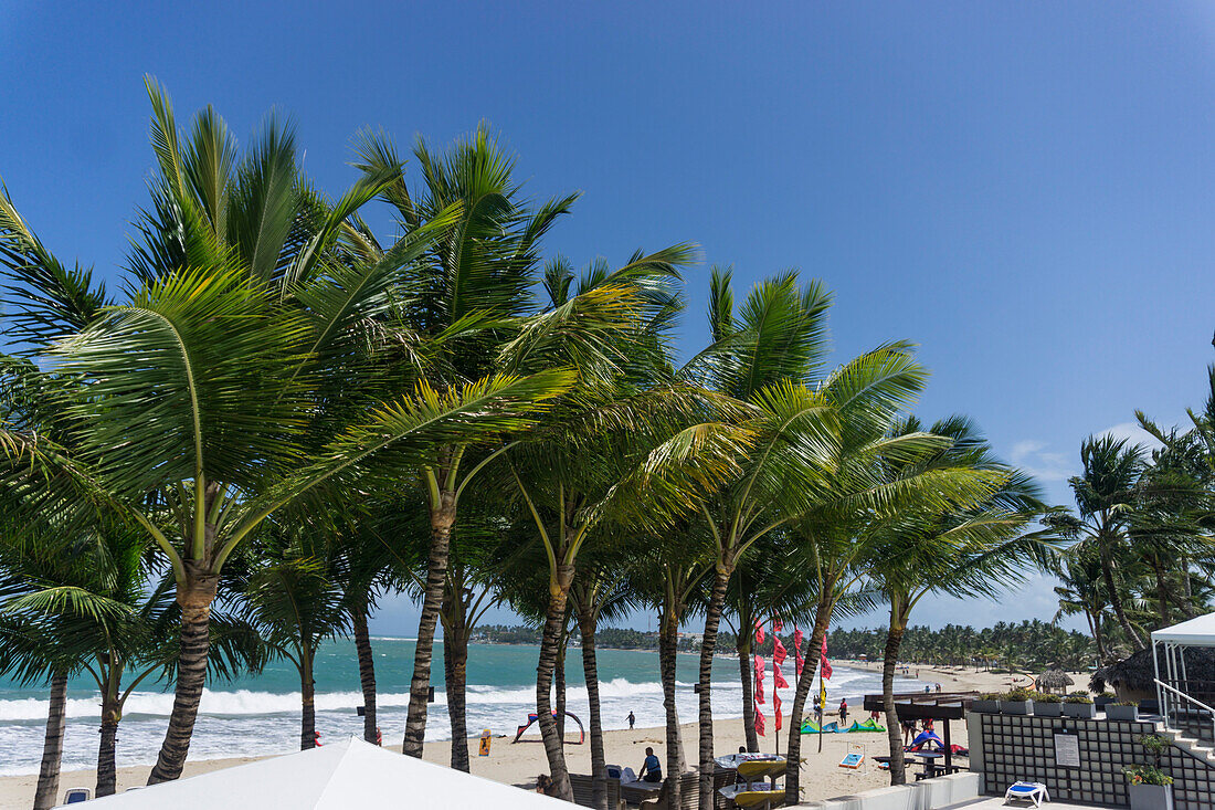 Cabarete Strand mit Palmen, Nordkueste, Dominikanische Republik, Antillen, Karibik
