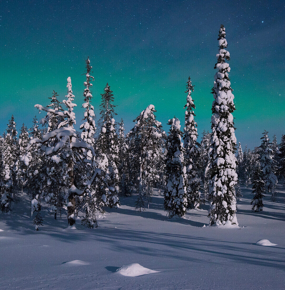 Panoramic view with snowy forest and frozen trees under a starry sky with northern lights in winter, Riisitunturi National Park, Kuusamo, Lapland, Finland, Scandinavia