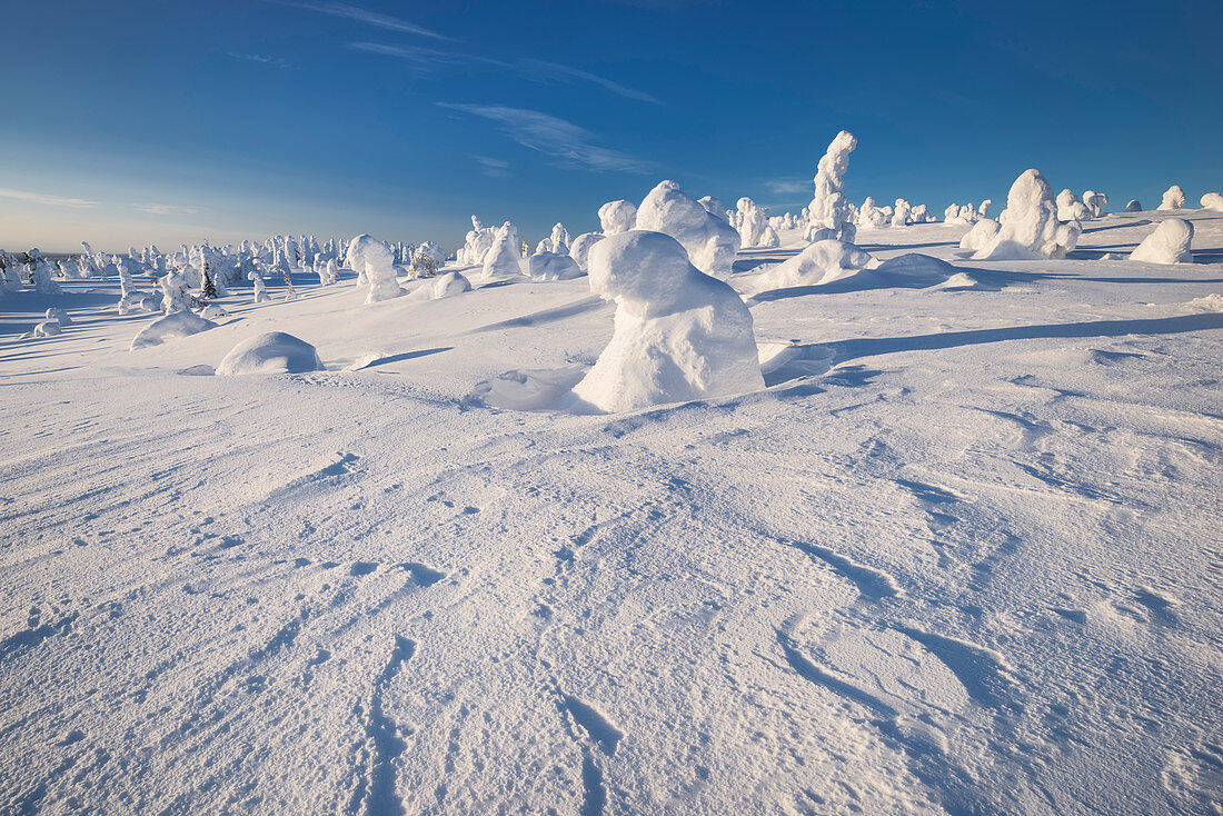 Snowy forest with strong frozen trees with a blue sky and sun light in winter, Riisitunturi National Park, Kuusamo, Lapland, Finland, Scandinavia