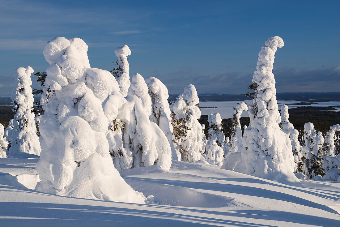 Verschneiter Wald mit stark verreiften Bäumen, blauem Himmel und Sonne im Winter, Riisitunturi National Park, Kuusamo, Lappland, Finnland, Skandinavien