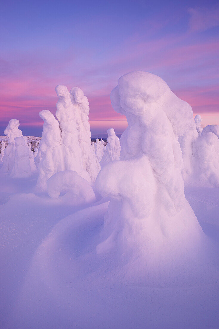 Panoramic view with snowy forest and strong frozen trees in pink dawn in winter, Riisitunturi National Park, Kuusamo, Lapland, Finland, Scandinavia