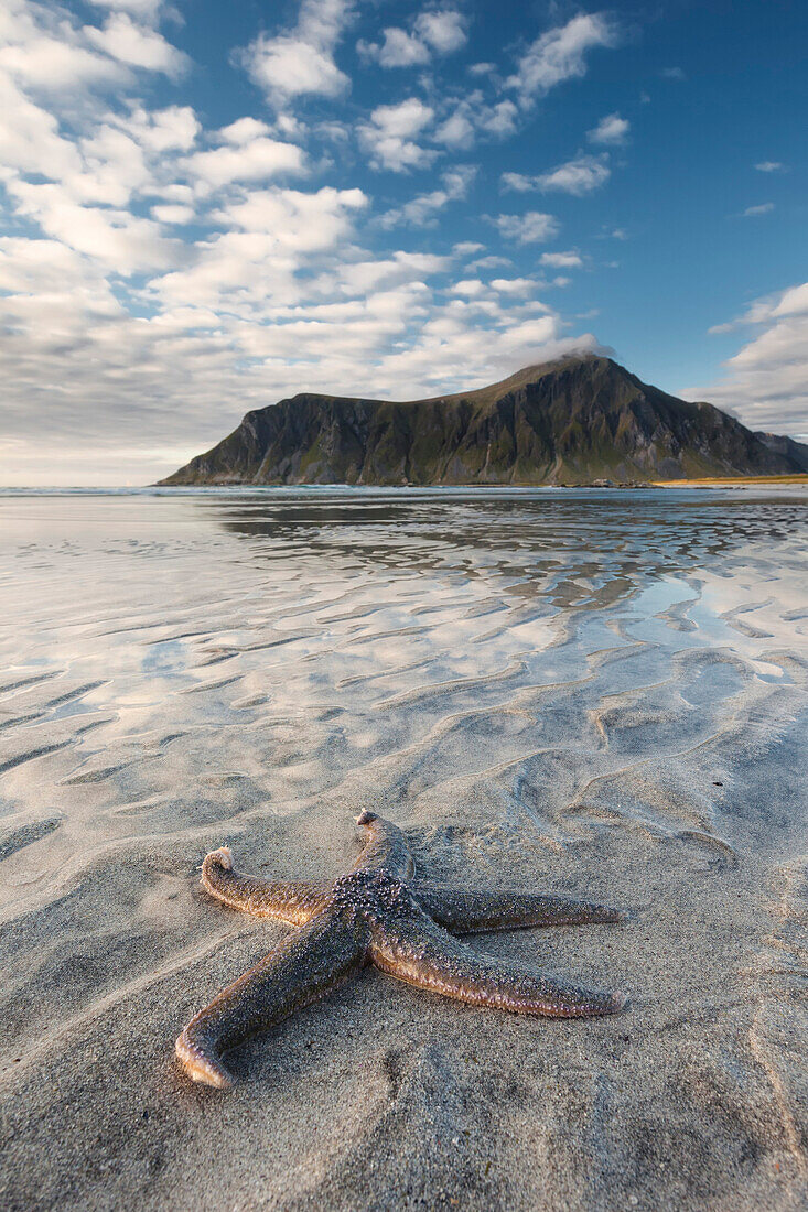 Large starfish on sandy beach of Flakstad with the peak of Hustinden (691 m) in the blurred background, Flakstadøya, Lofoten, Norway, Scandinavia