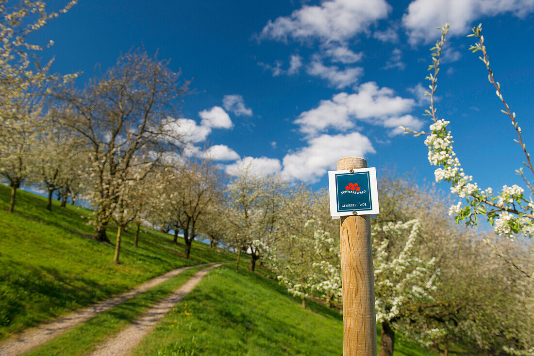 Wanderweg und blühende Obstbäume, Sasbachwalden, Ortenau, Schwarzwald, Baden-Württemberg, Deutschland