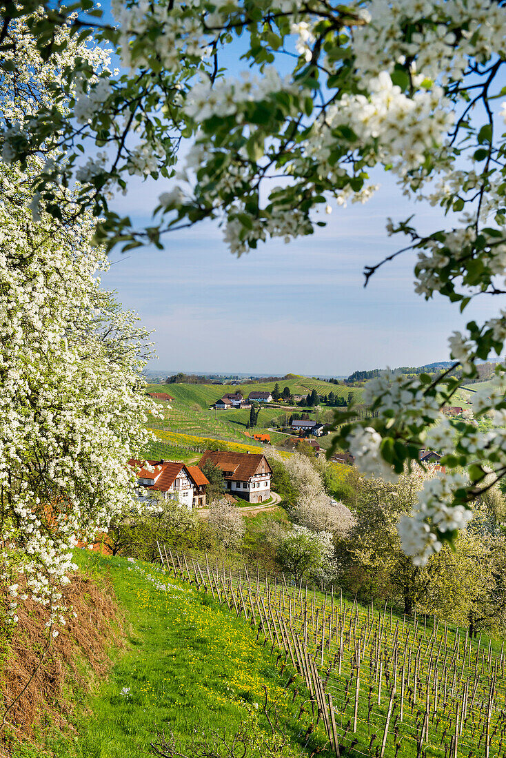 blooming fruit trees, Sasbachwalden, Ortenau, Baden-Wuerttemberg, Germany