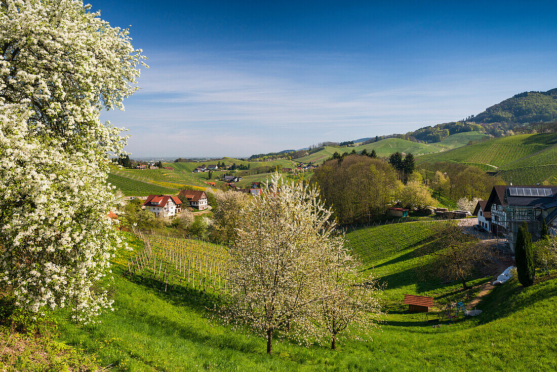 blühende Obstbäume, Sasbachwalden, Ortenau, Schwarzwald, Baden-Württemberg, Deutschland