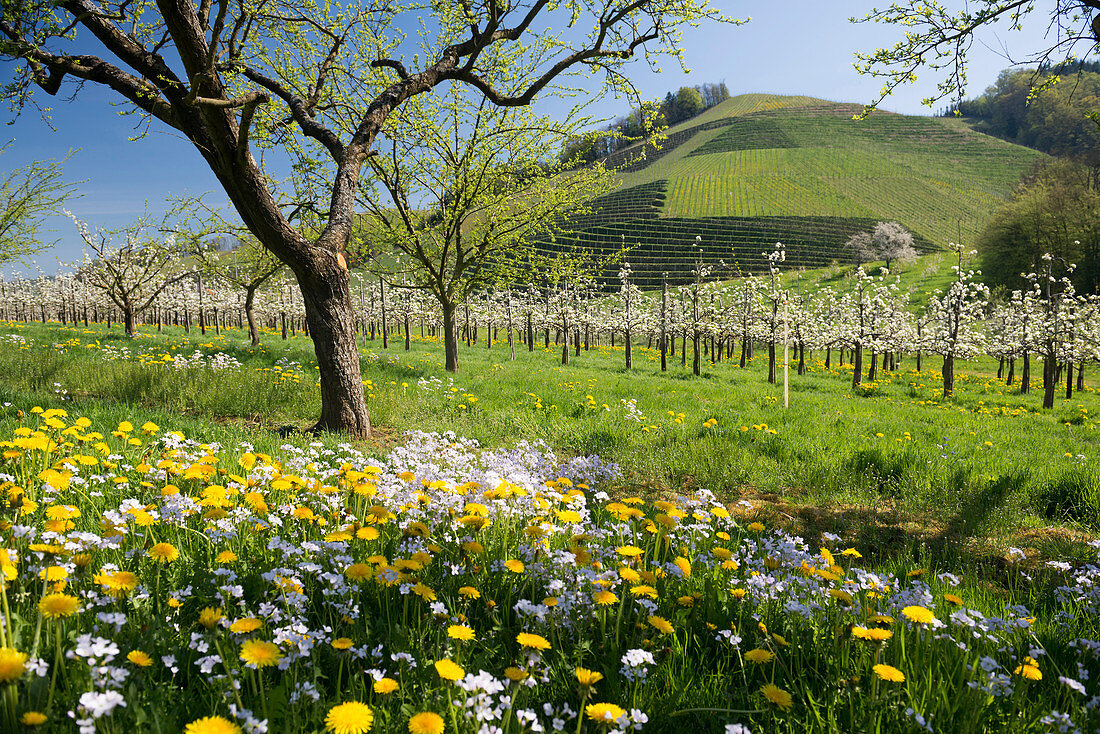 blooming fruit trees, Oberkirch, Ortenau, Black Forest, Baden-Wuerttemberg, Germany