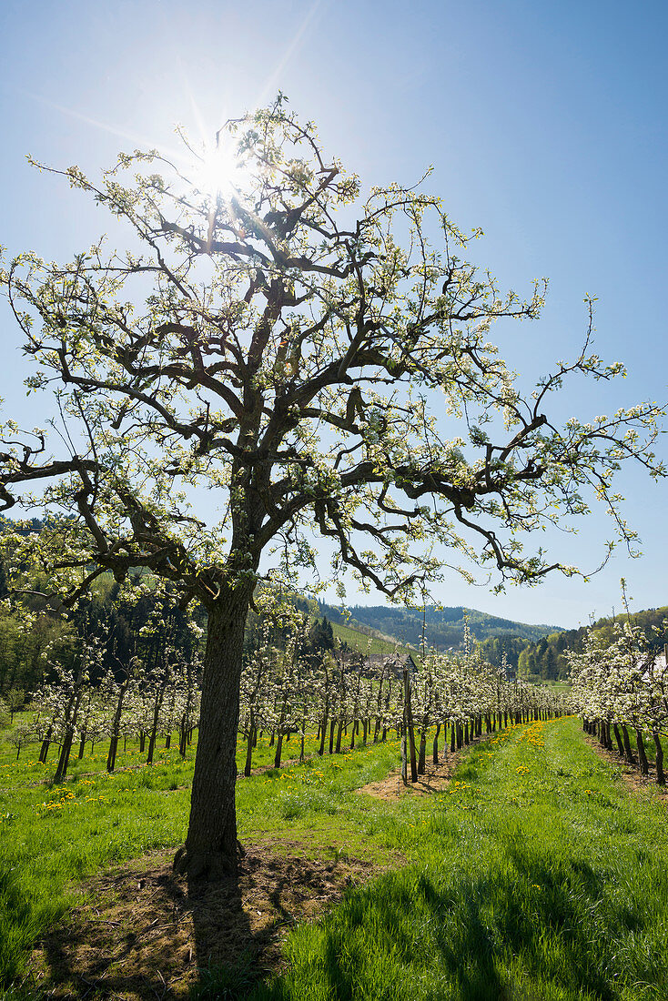 blooming fruit trees, Oberkirch, Ortenau, Black Forest, Baden-Wuerttemberg, Germany