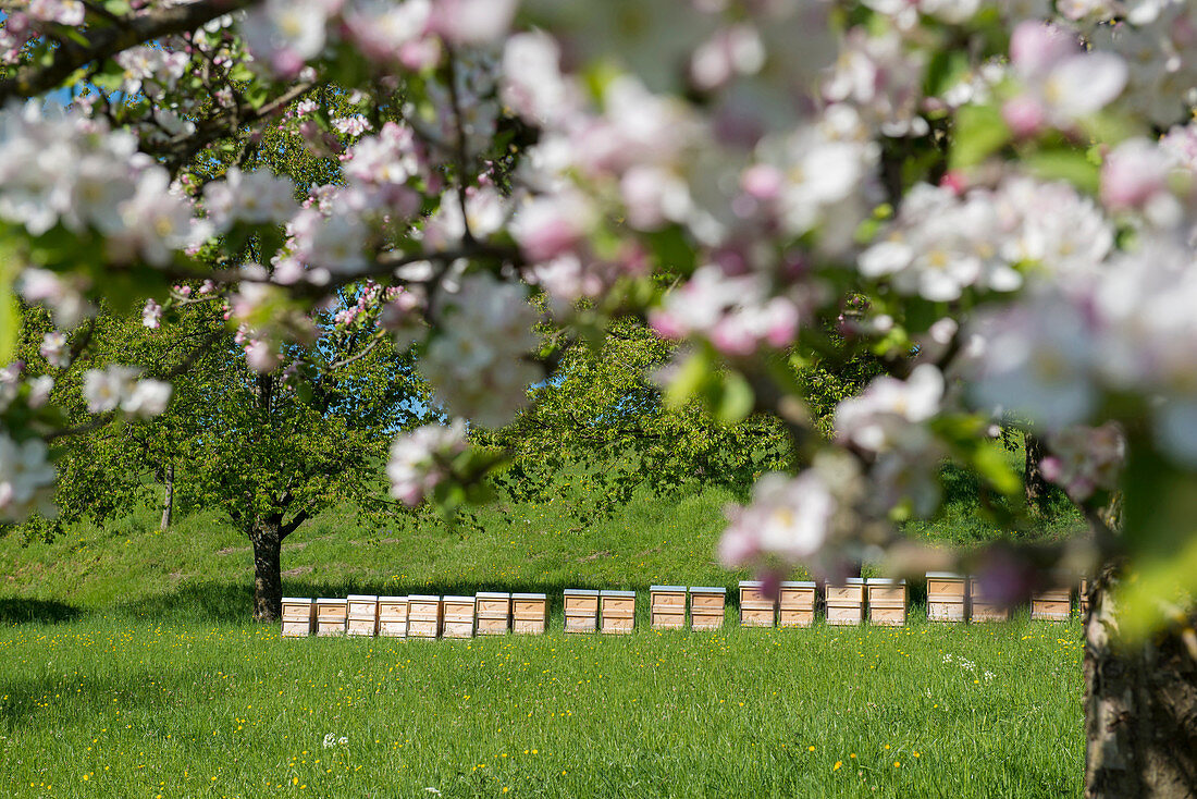 blooming fruit trees and beehives, near Freiburg im Breisgau, Black Forest, Baden-Wuerttemberg, Germany