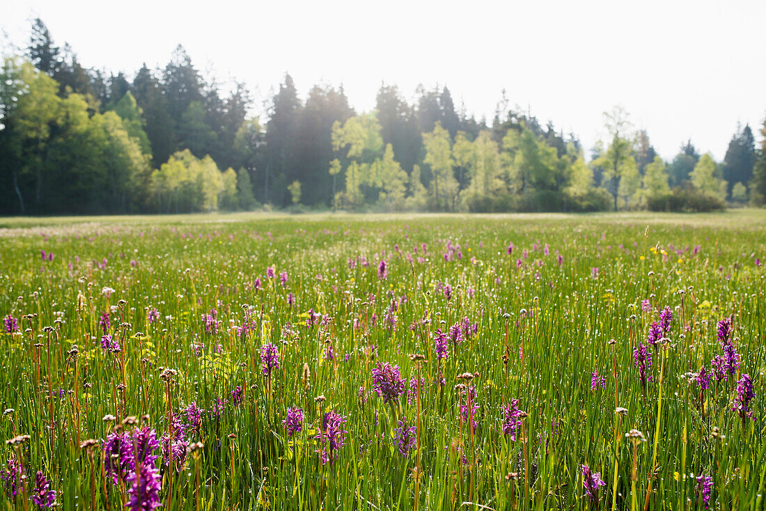 flower meadow with orchids, near Hinterzarten, Black Forest, Baden-Wuerttemberg, Germany