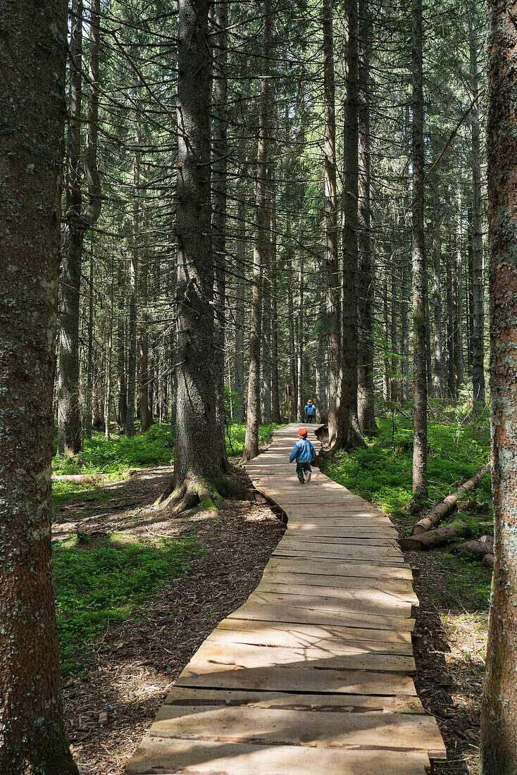 Wanderweg, Bernau, St Blasien, Schwarzwald, Baden-Württemberg, Deutschland