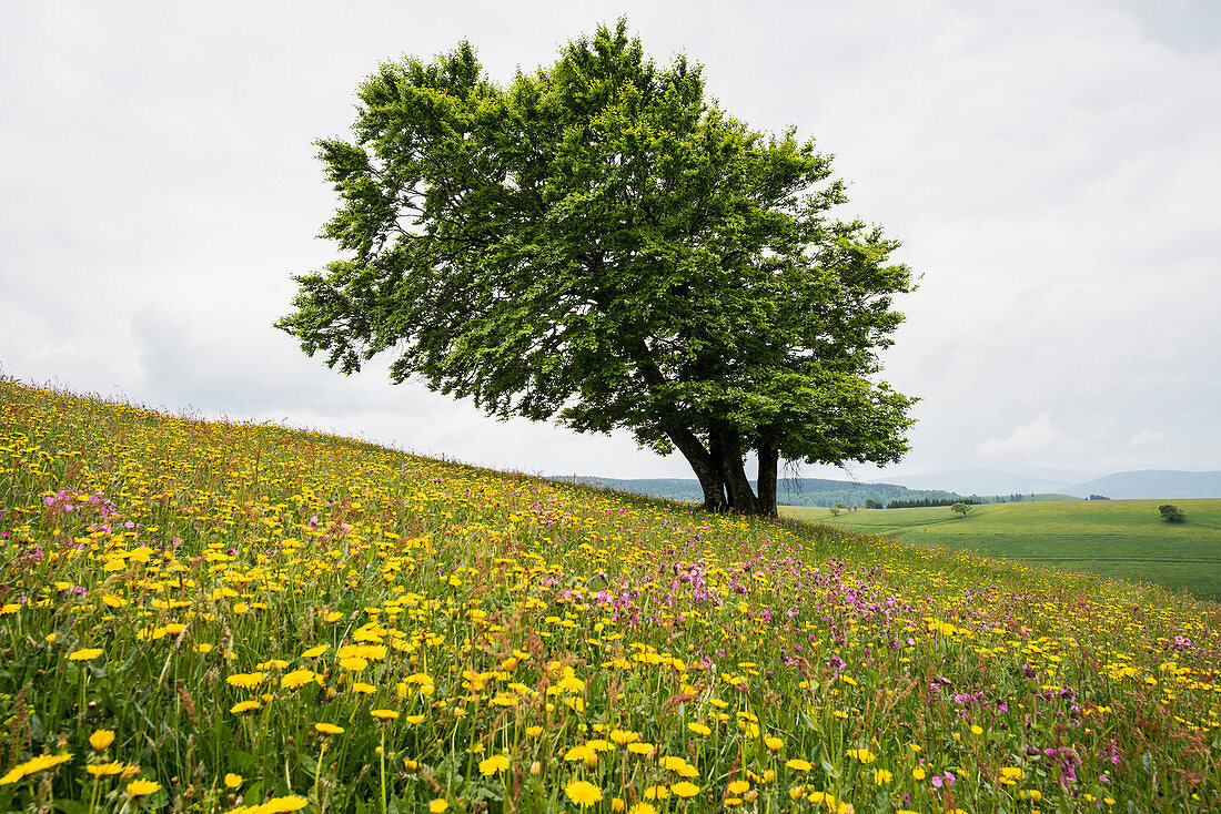 flower meadow, Schauinsland, near Freiburg, Black Forest, Baden-Wuerttemberg, Germany