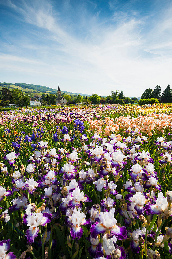 flowers, Laufen, near Sulzburg, Markgraeflerland, Black Forest, Baden-Wuerttemberg, Germany