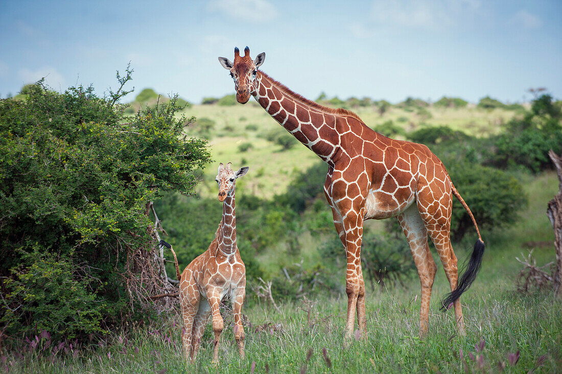Reticulated Giraffe (Giraffa camelopardalis reticulata) mother and calf, Lewa Wildlife Conservancy, Kenya