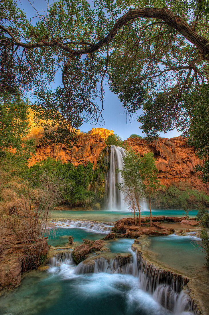 Cottonwood (Populus sp) tree, Havasu Falls, Havasupai Indian Reservation, Grand Canyon National Park,  Arizona