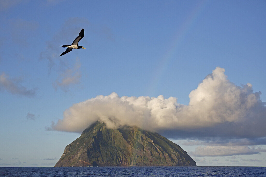 Brown Booby (Sula leucogaster) adult, in flight, with rainbow and active volcanic island in background, Minami Iwo Jima, Iwo Islands, Ogasawara Islands, Japan, May