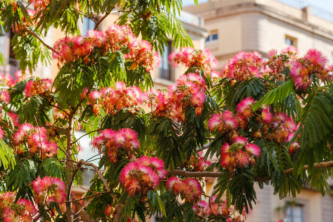 flowering tree, Carrer del Escudellers, Barri Gotic, gothic quarter, Ciutat Vella, old town, Barcelona, Catalunya, Catalonia, Spain, Europe