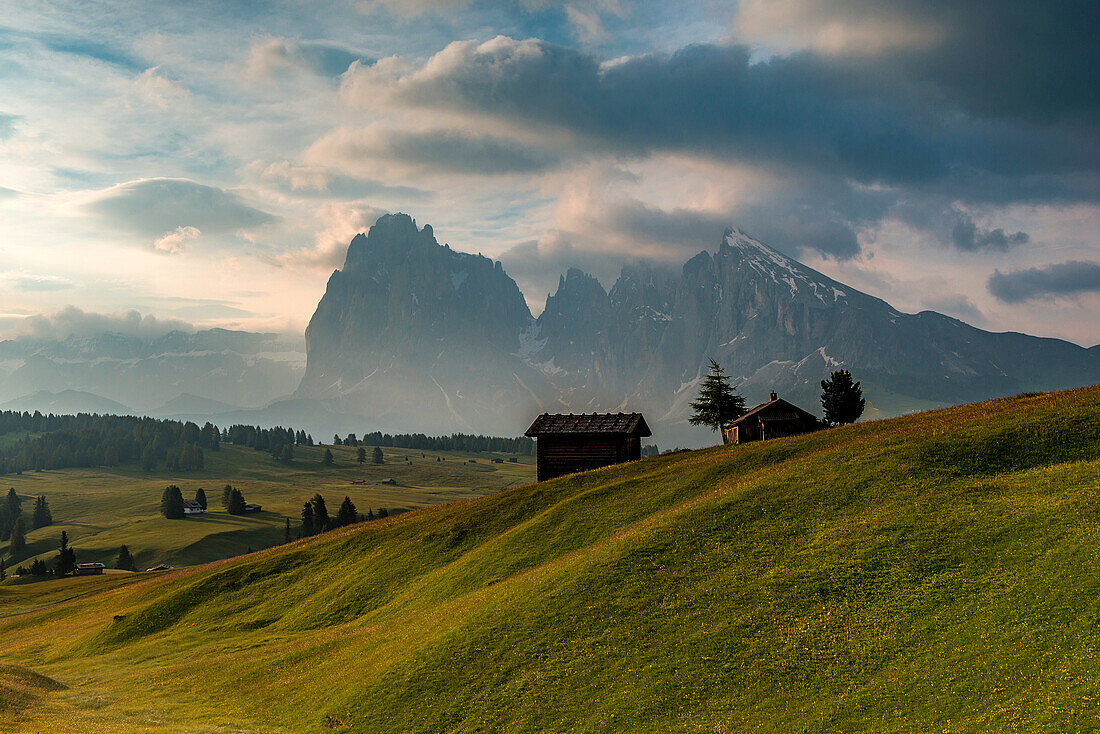 Alpe di SiusiSeiser Alm, Dolomites, South Tyrol, Italy. Early morning on the Alpe di SiusiSeiser Alm. In the background the peaks of SassolungoLangkofel and SassopiattoPlattkofel