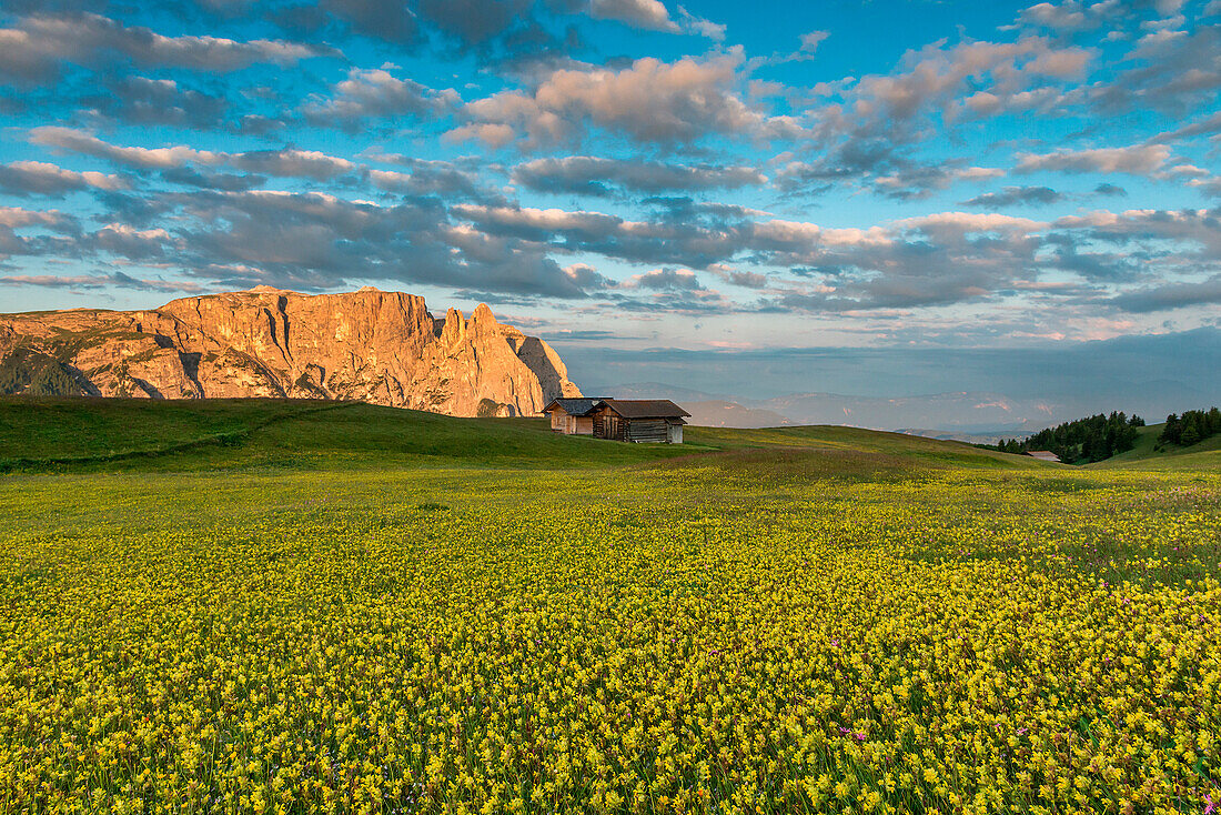 Alpe di SiusiSeiser Alm, Dolomites, South Tyrol, Italy. Sunrise on Plateau of BullacciaPuflatsch. In the background the peaks of SciliarSchlern