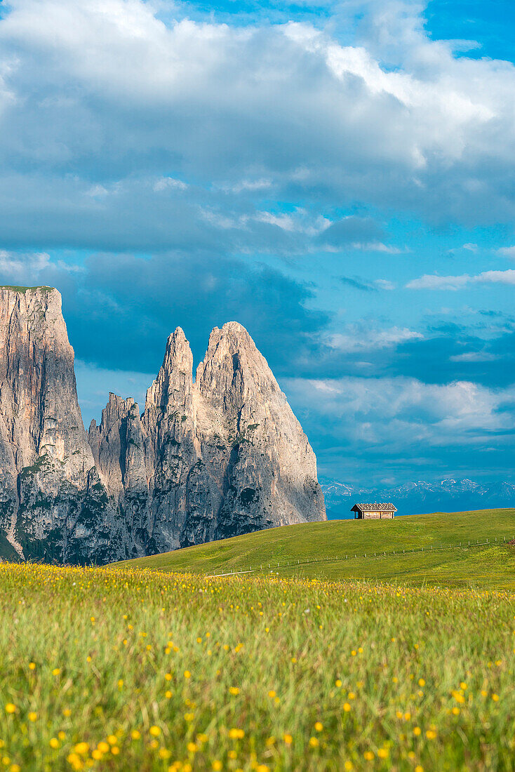 Alpe di SiusiSeiser Alm, Dolomites, South Tyrol, Italy. On the Alpe di SiusiSeiser Alm. In the background the peaks of SciliarSchlern