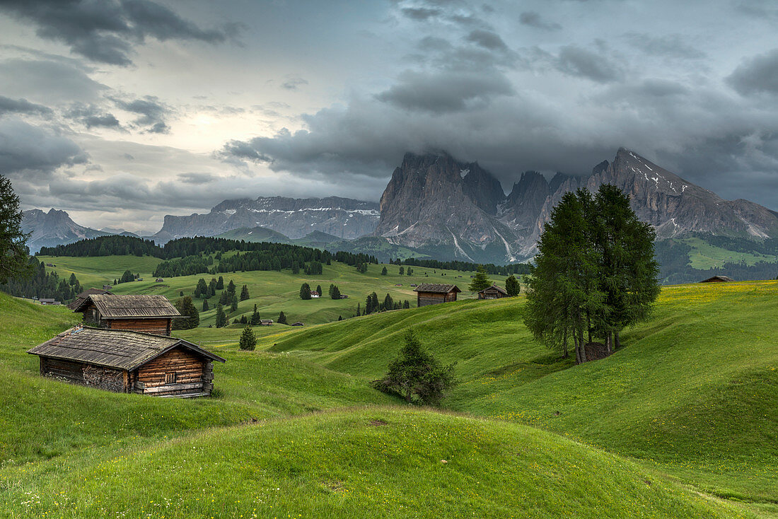 Alpe di SiusiSeiser Alm, Dolomites, South Tyrol, Italy. Barns and pastures at the Alpe di SiusiSeiser Alm. In the background the peaks of Sella, SassolungoLangkofel and SassopiattoPlattkofel