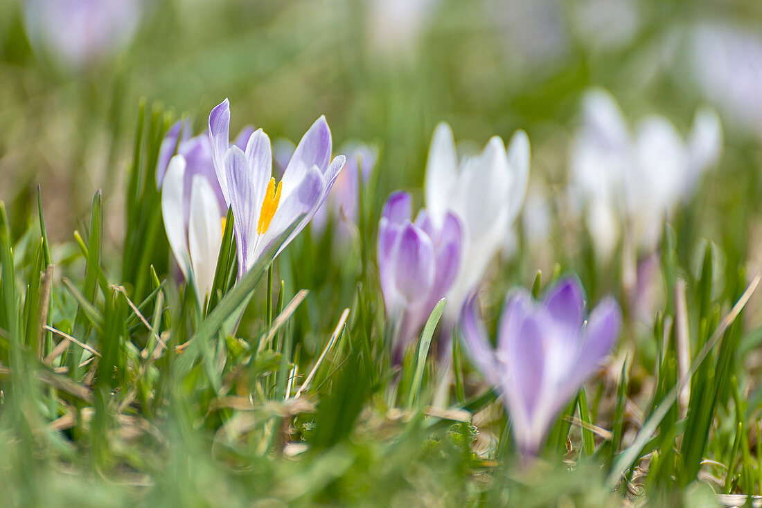 Dolomiten, Südtirol, Italien, Krokus longiflorus