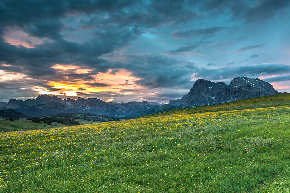 Alpe di SiusiSeiser Alm, Dolomites, South Tyrol, Italy.