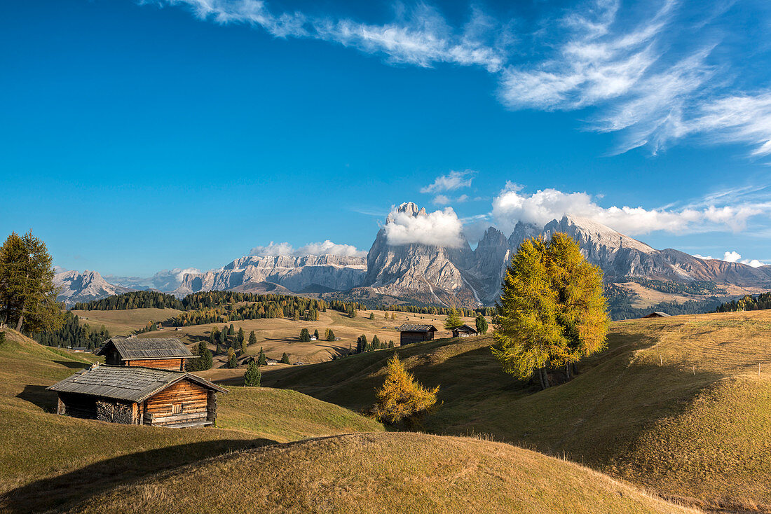 Alpe di SiusiSeiser Alm, Dolomites, South Tyrol, Italy. Autumn colors on the Alpe di SiusiSeiser Alm with the SassolungoLangkofel and the SassopiattoPlattkofel in background